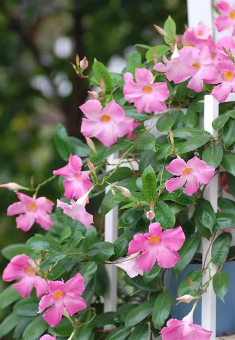 爬藤類的花|藤本植物